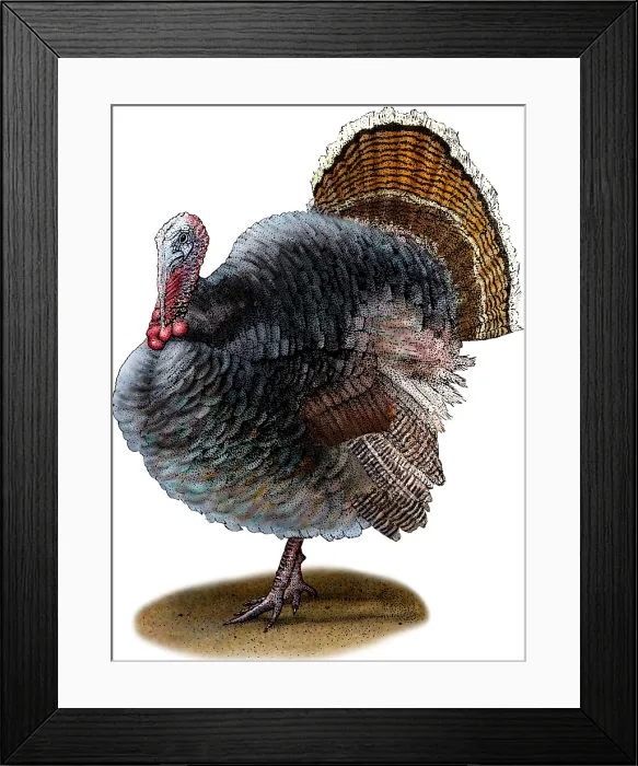 Framed Print : Wild Turkey Framed Print : Wild Turkey