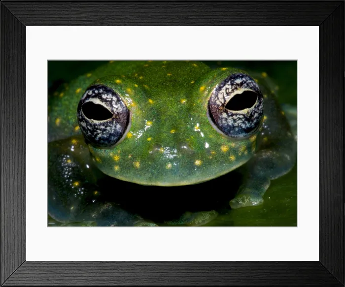 Framed Print : White Spotted Glass Frog