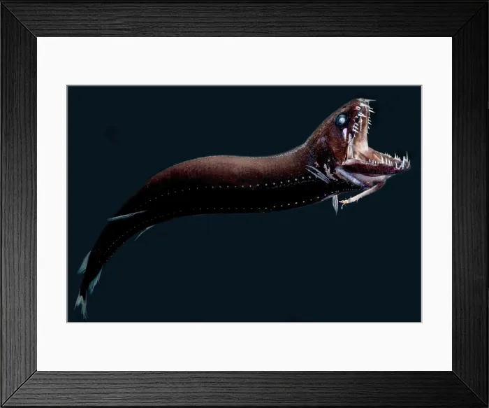 Framed Print : Deep-Sea Dragonfish