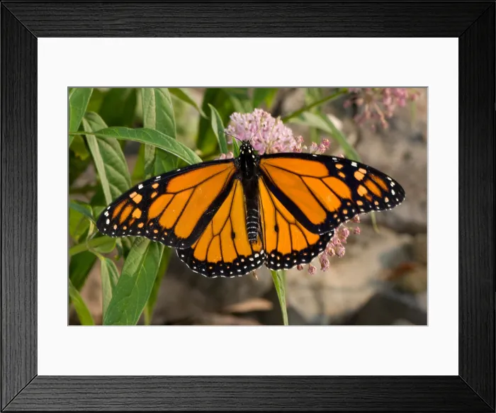 Framed Print : Monarch Butterfly Framed Print : Monarch Butterfly