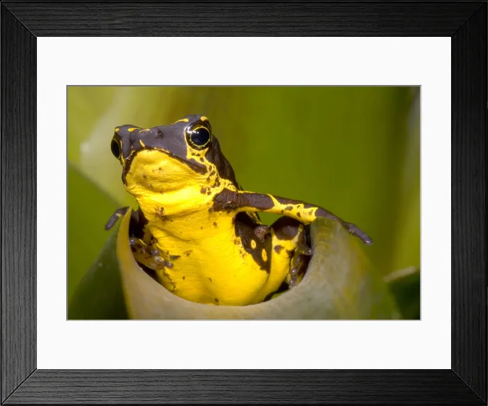 Framed Print : Harlequin Frog