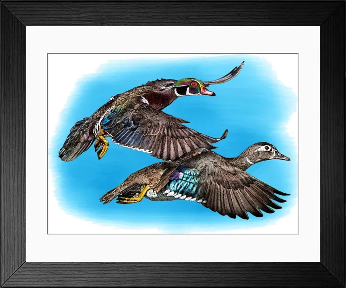 Framed Print : Wood ducks Framed Print : Wood ducks
