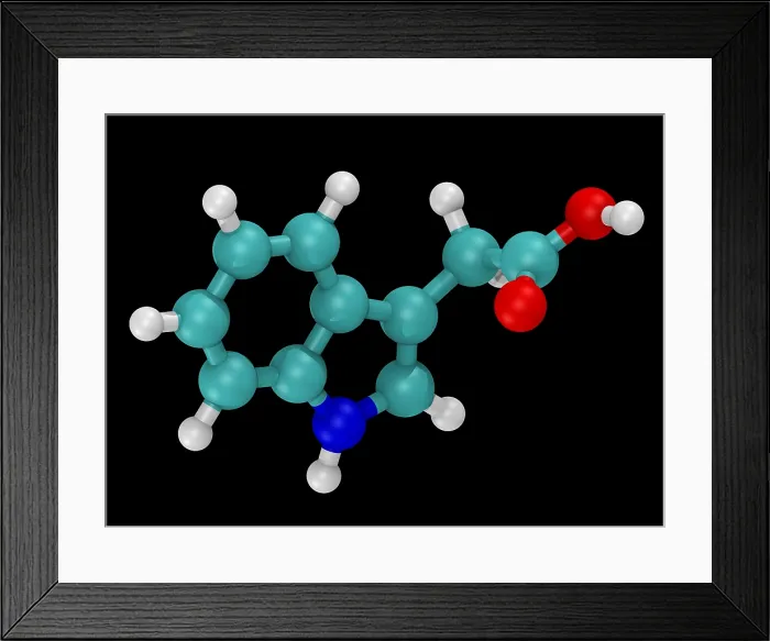 Framed Print : Molecular Model of Indole-3-Acetic Acid Framed Print : Molecular Model of Indole-3-Acetic Acid