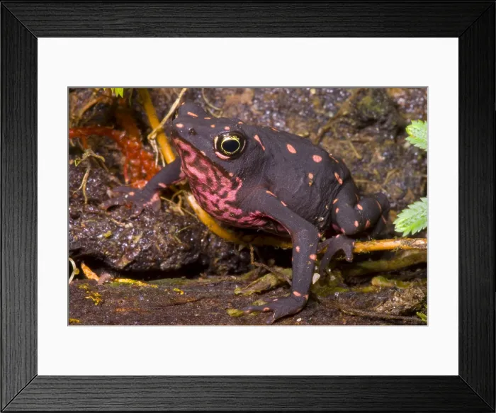 Framed Print : Harlequin Frog