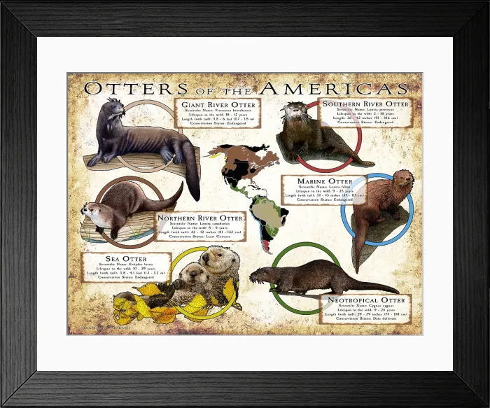 Framed Print : Otters of the Americas Framed Print : Otters of the Americas