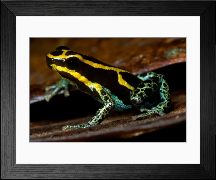Framed Print : Amazonian Poison Frog Framed Print : Amazonian Poison Frog