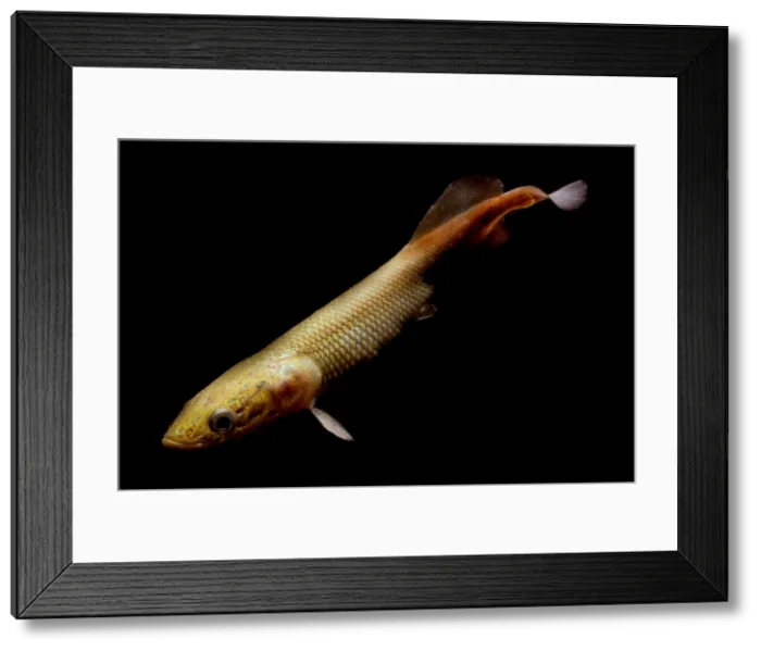 Framed Print : Pirarucu. The Pirarucu, Arapaima gigas, is one of the world's largest freshwater fish