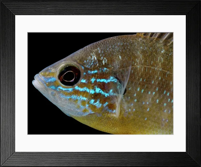 Framed Print : Ozark Longear Sunfish (Lepomis megalotis) Framed Print : Ozark Longear Sunfish (Lepomis megalotis)