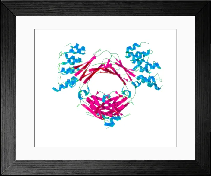 Framed Print : Immunoglobulin E, antibody