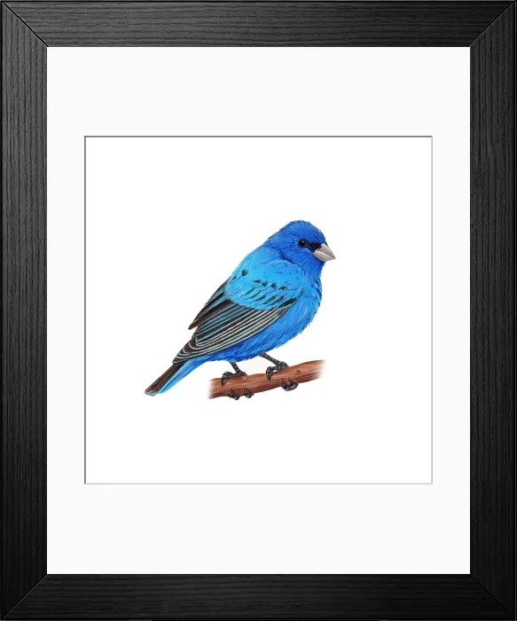 Framed Print : Indigo Bunting