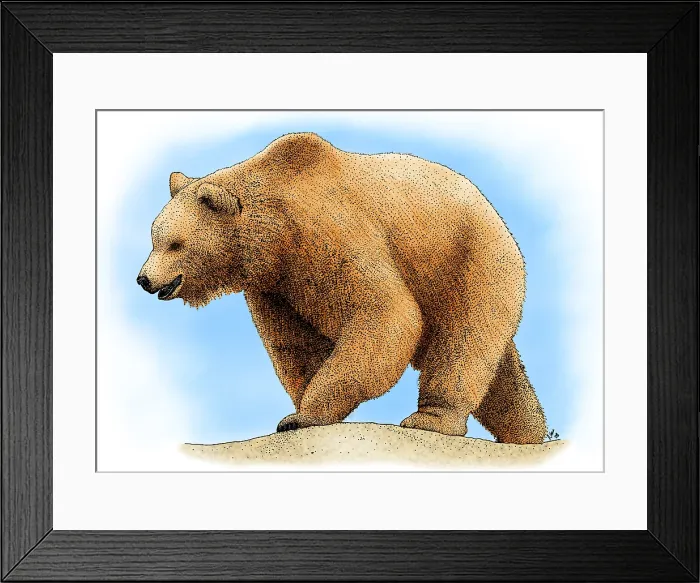 Framed Print : Grizzly Bear Framed Print : Grizzly Bear