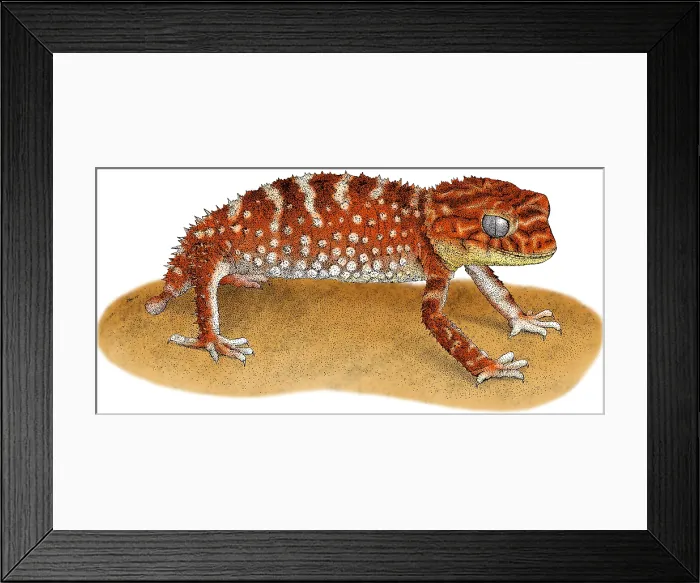 Framed Print : Rough Knob Tailed Gecko Framed Print : Rough Knob Tailed Gecko