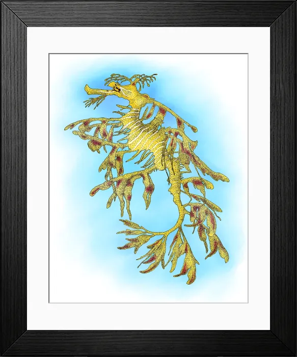 Framed Print : Leafy Sea Dragon