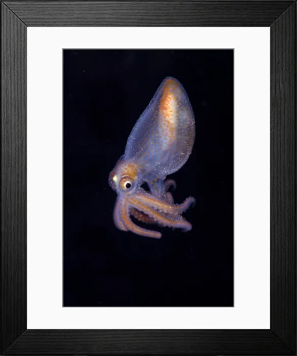 Framed Print : Juvenile Octopod Framed Print : Juvenile Octopod