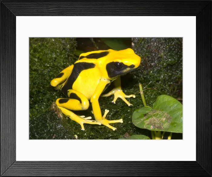 Framed Print : Dyeing Poison Frog Framed Print : Dyeing Poison Frog