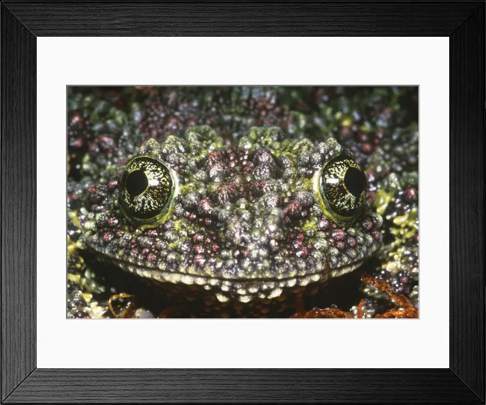 Framed Print : Vietnamese Moss Frog