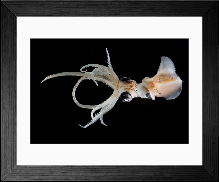 Framed Print : Sharpear Enope Squid (Ancistrocheirus lesueurii) Framed Print : Sharpear Enope Squid (Ancistrocheirus lesueurii)
