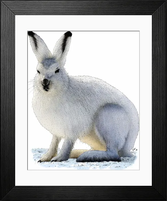 Framed Print : Snowshoe Hare Framed Print : Snowshoe Hare