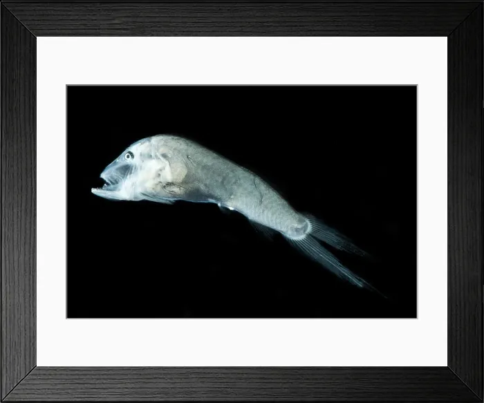 Framed Print : Telescopefish (Gigantura sp.)