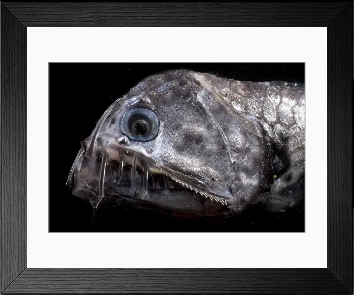 Framed Print : Sloane's Viperfish