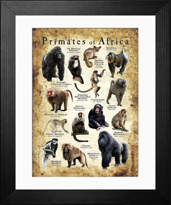 Framed Print : Primates of Africa