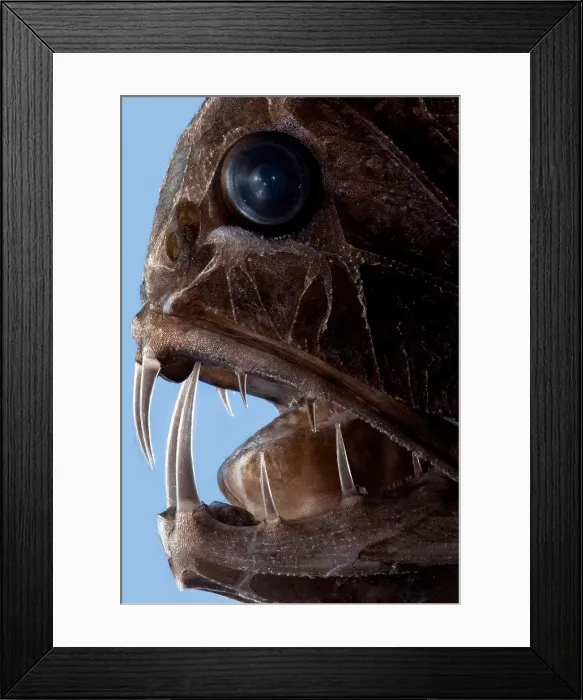 Framed Print : Fangtooth. The Fangtooth, Anoplogaster cornuta Framed Print : Fangtooth. The Fangtooth, Anoplogaster cornuta