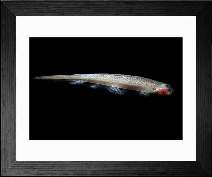 Framed Print : Vampire Knife Fish Framed Print : Vampire Knife Fish