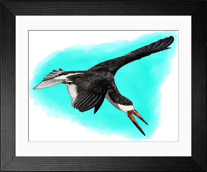 Framed Print : Black skimmer