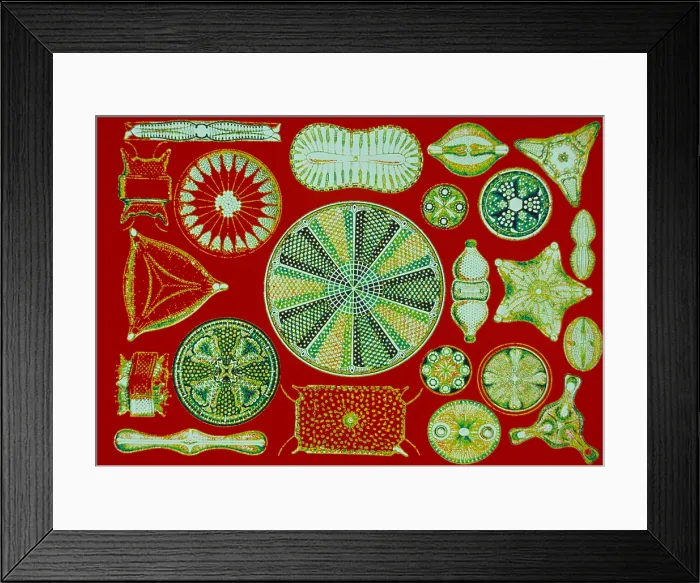 Framed Print : Diatoms - Ernst Haeckel