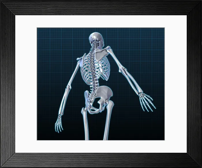 Framed Print : Human Skeleton, Illustration Framed Print : Human Skeleton, Illustration