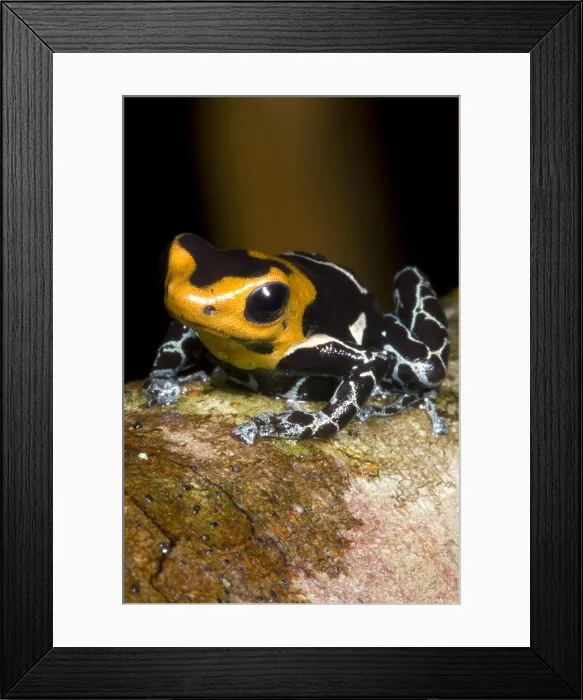 Framed Print : Crowned Poison Frog