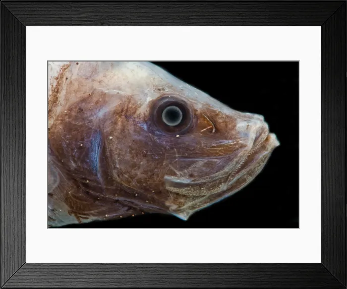 Framed Print : Starry Smooth-head (Photostylus pycnopterus) Framed Print : Starry Smooth-head (Photostylus pycnopterus)