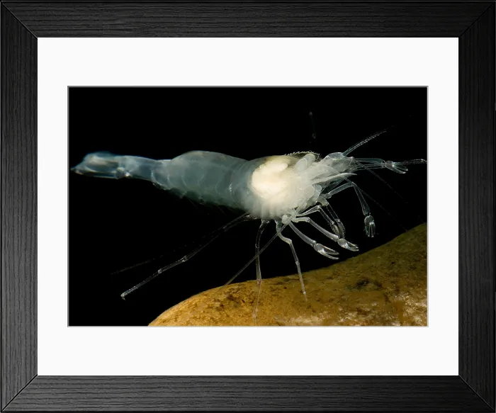 Framed Print : Texas Cave Shrimp Framed Print : Texas Cave Shrimp