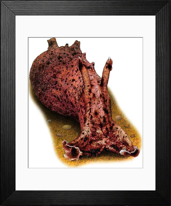 Framed Print : California Sea Hare Framed Print : California Sea Hare