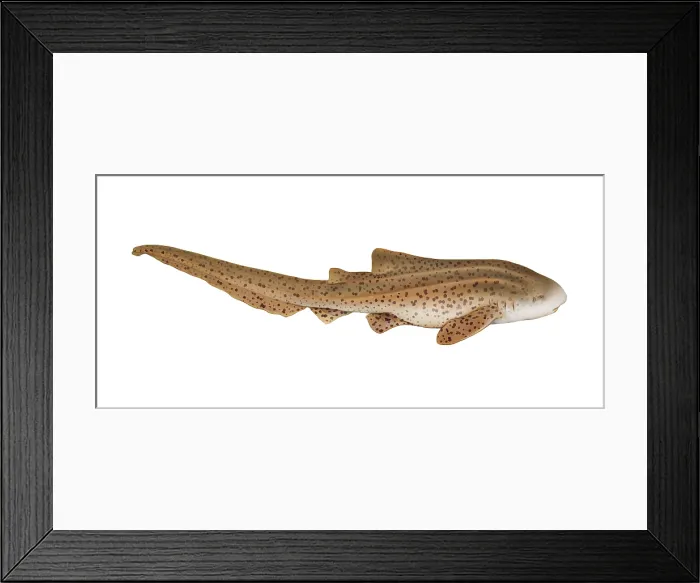Framed Print : Zebra Shark (Stegostoma fasciatum) Framed Print : Zebra Shark (Stegostoma fasciatum)