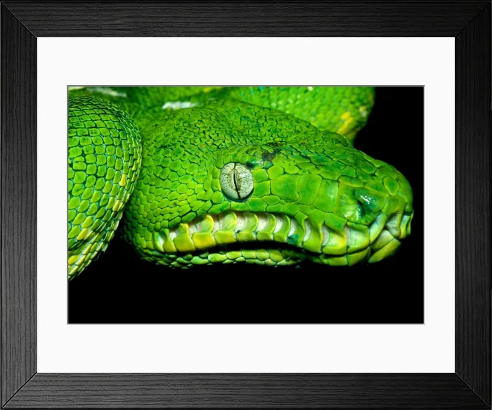 Framed Print : West Amazonian Emerald Tree Boa Framed Print : West Amazonian Emerald Tree Boa