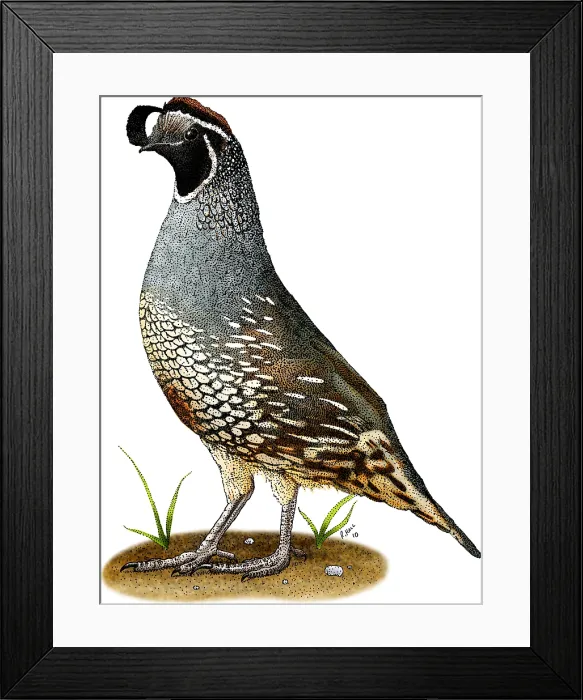 Framed Print : California Quail Framed Print : California Quail