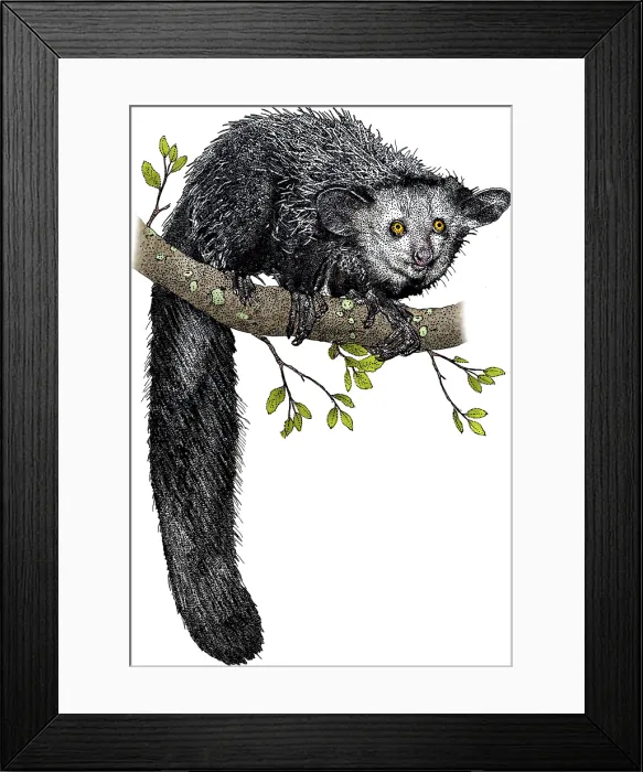 Framed Print : Aye-aye. Illustration of an Aye-aye (Daubentonia madagascariensis)