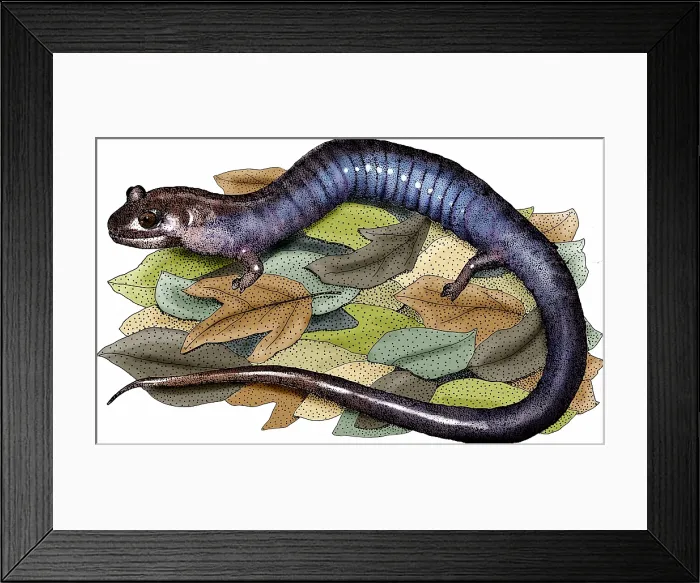 Framed Print : Red hills salamander Framed Print : Red hills salamander