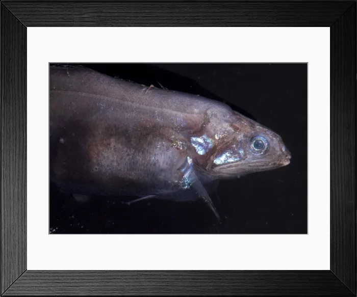 Framed Print : Chiasmodon Niger