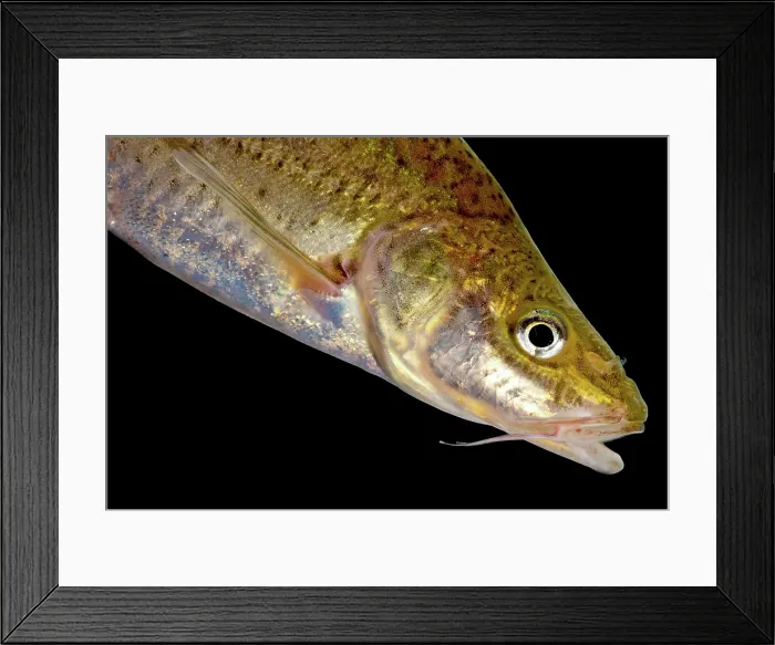 Framed Print : Many-spotted Golden Line Barbel (Sinocyclecheilus multipunctatus) Framed Print : Many-spotted Golden Line Barbel (Sinocyclecheilus multipunctatus)