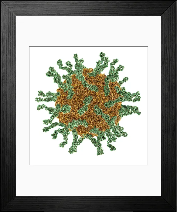 Framed Print : Poliovirus Type I Framed Print : Poliovirus Type I