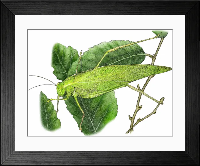 Framed Print : Greater angle wing katydid Framed Print : Greater angle wing katydid