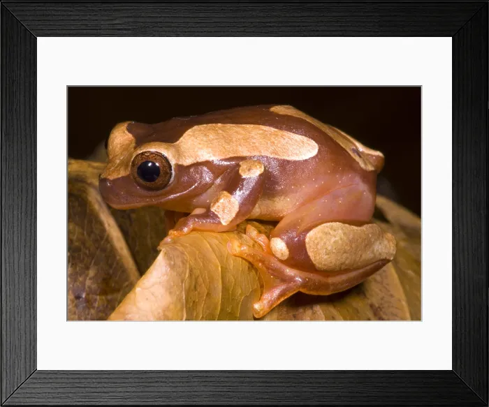 Framed Print : Clown Tree Frog