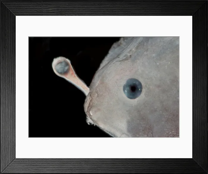 Framed Print : Larval anglerfishes, Linophrynidae Framed Print : Larval anglerfishes, Linophrynidae
