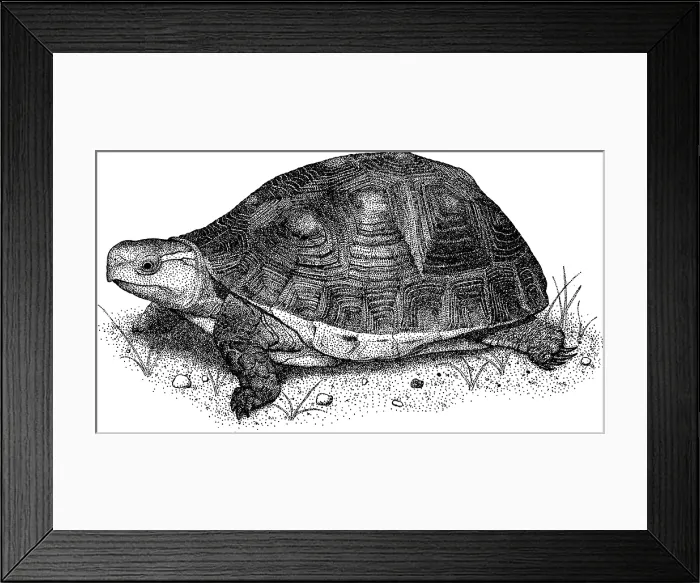 Framed Print : Chinese Box Turtle Framed Print : Chinese Box Turtle