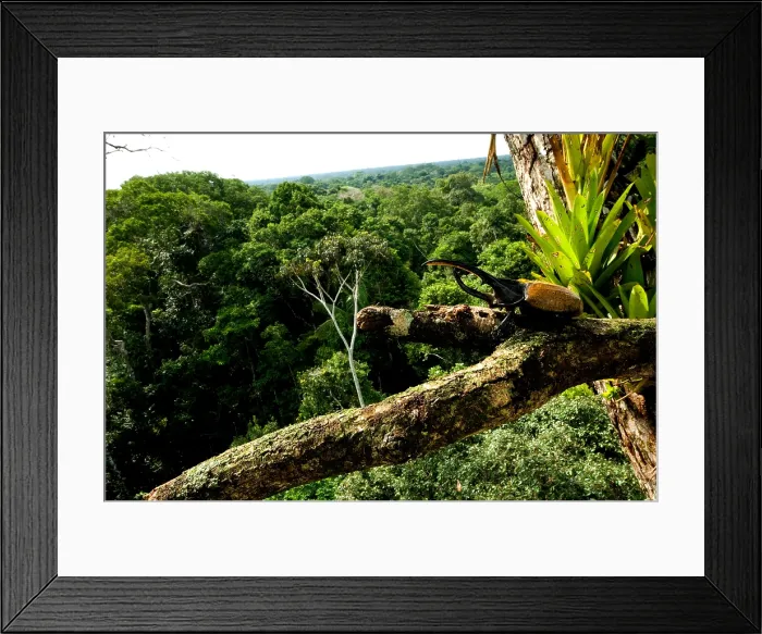 Framed Print : Hercules Beetle
