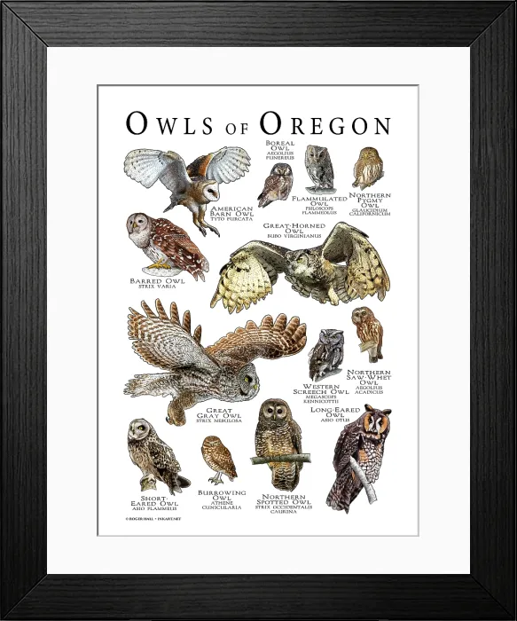 Framed Print : Owls of Oregon Framed Print : Owls of Oregon