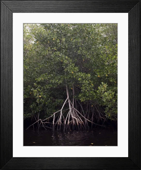 Framed Print : Red Mangrove Swamp, Florida Framed Print : Red Mangrove Swamp, Florida
