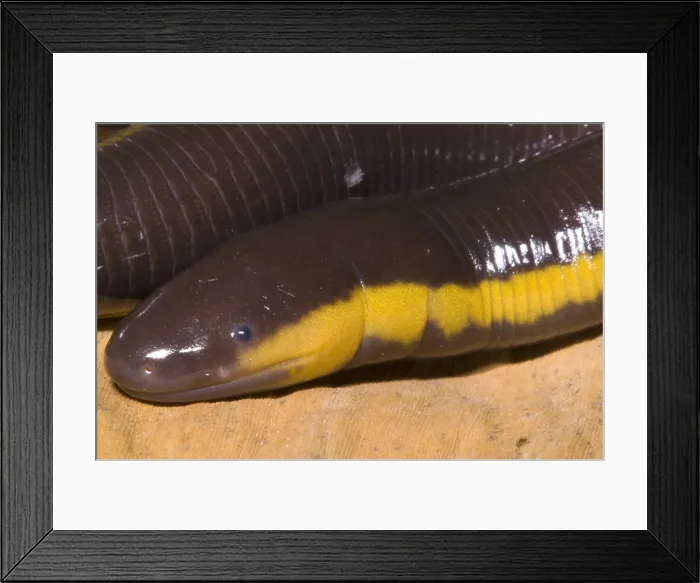 Framed Print : Southeast Asian Caecilian